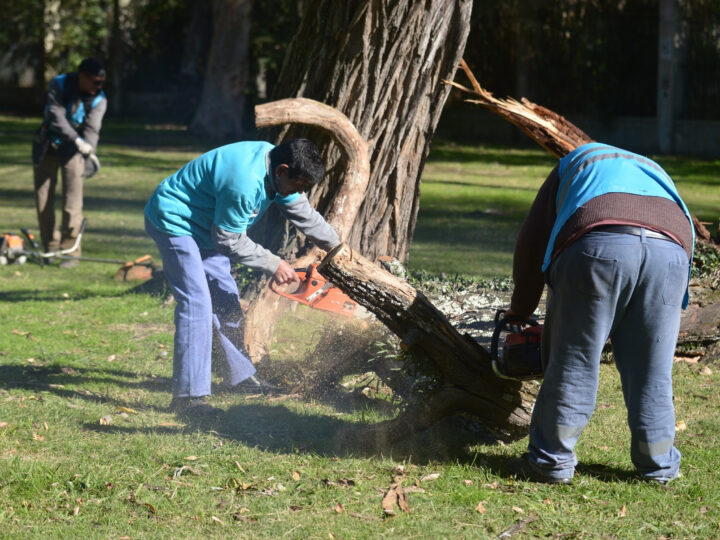 La Plata: El Municipio ejecuta podas preventivas y avanza junto a la UNLP en el Censo Forestal 2026