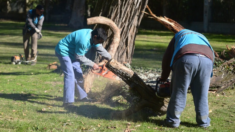 La Plata: El Municipio ejecuta podas preventivas y avanza junto a la UNLP en el Censo Forestal 2026