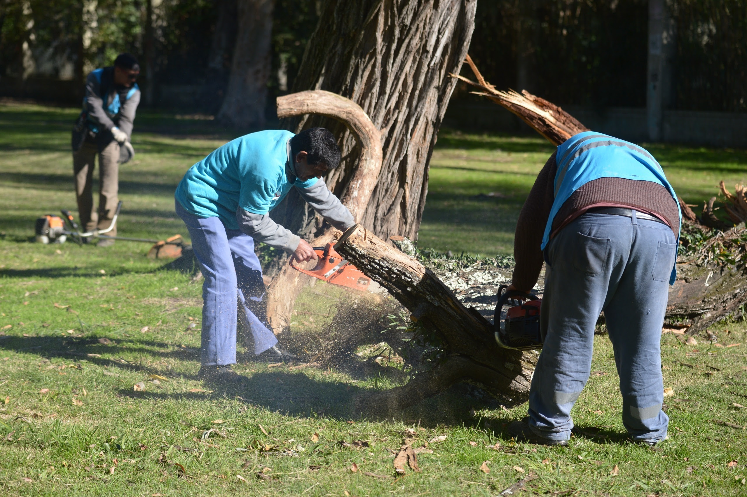 La Plata: El Municipio ejecuta podas preventivas y avanza junto a la UNLP en el Censo Forestal 2026