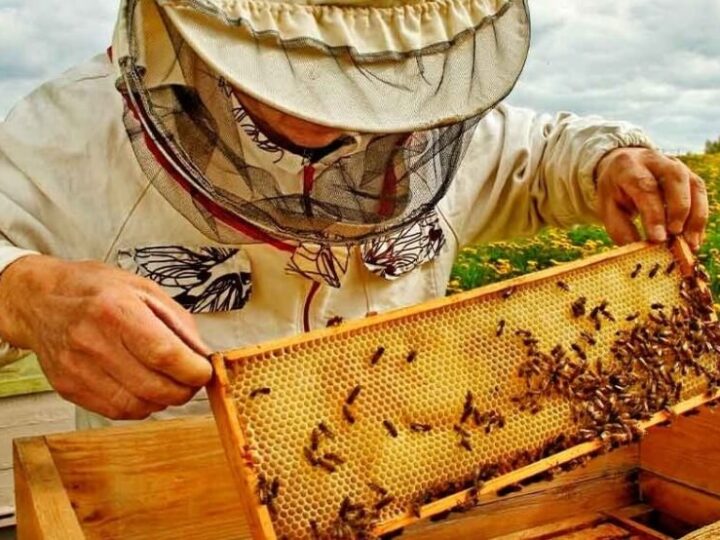 Apicultura en crecimiento: el gobierno bonaerense resaltó la mejora sostenida y la inserción de los productores locales