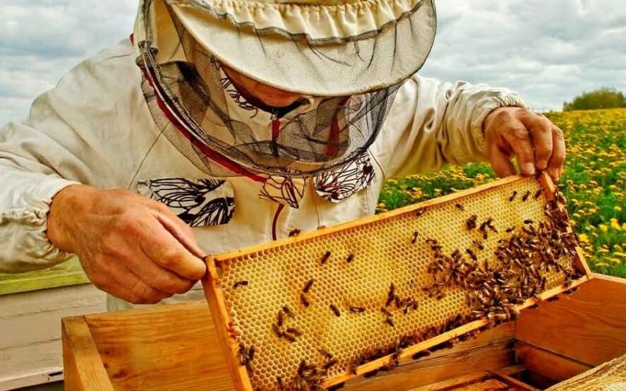 Apicultura en crecimiento: el gobierno bonaerense resaltó la mejora sostenida y la inserción de los productores locales