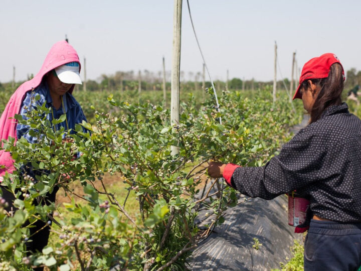 Empleo registrado en el campo: RENATRE abre la inscripción a su Programa de Empleo Rural
