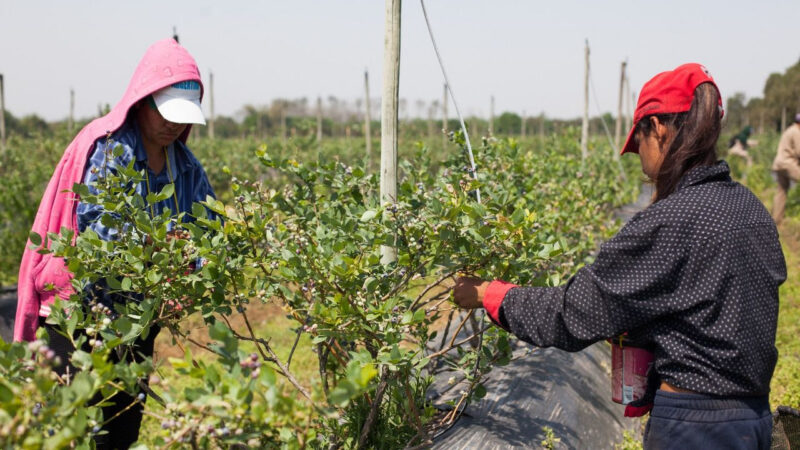 Empleo registrado en el campo: RENATRE abre la inscripción a su Programa de Empleo Rural