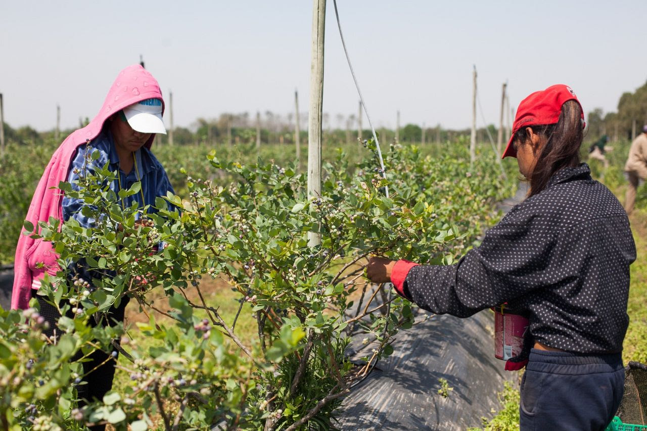 Empleo registrado en el campo: RENATRE abre la inscripción a su Programa de Empleo Rural