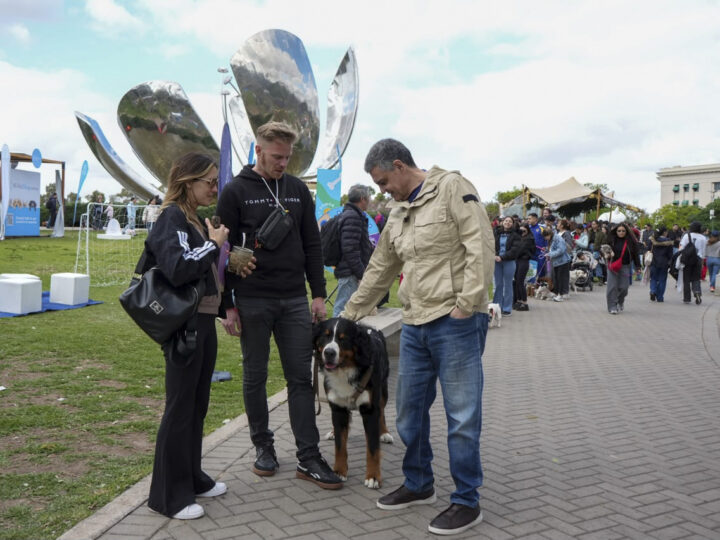 CABA impulsa una ley para que cada perro y gato tenga un número único de identificación