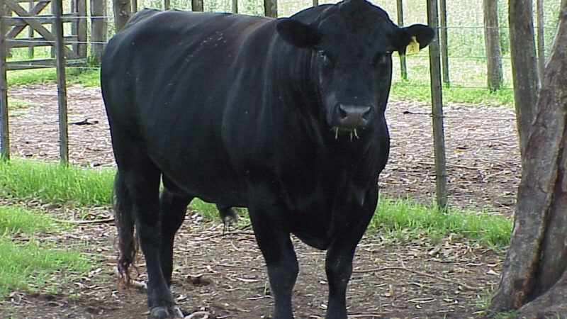 Sanidad ganadera en Buenos Aires: instan a realizar el testeo anual de toros