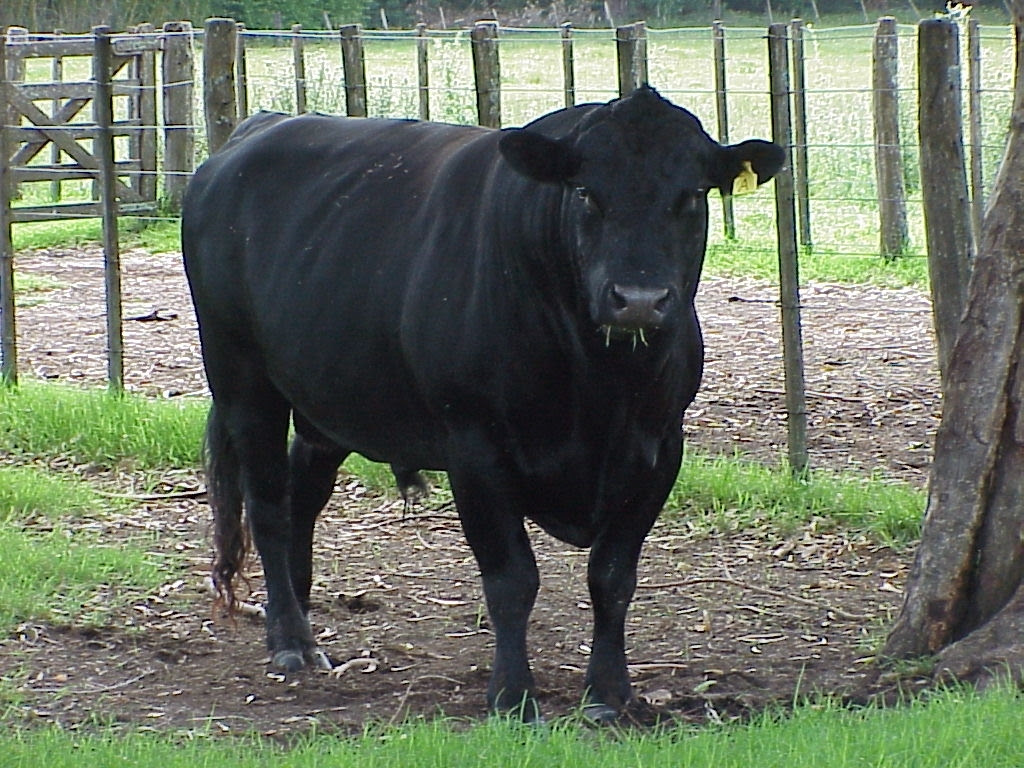 Sanidad ganadera en Buenos Aires: instan a realizar el testeo anual de toros